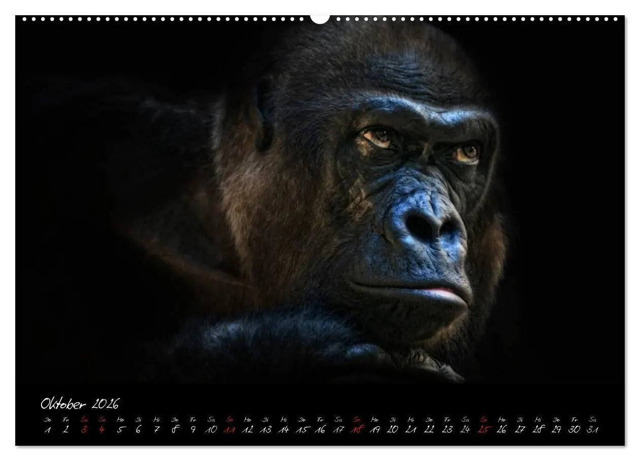 Bild: 9783516148916 | Gorilla (hochwertiger Premium Wandkalender 2026 DIN A2 quer),...