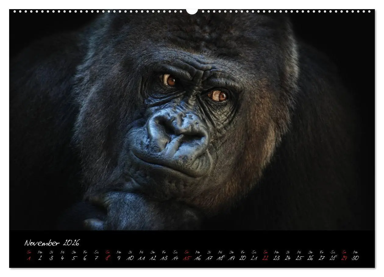 Bild: 9783516148916 | Gorilla (hochwertiger Premium Wandkalender 2026 DIN A2 quer),...