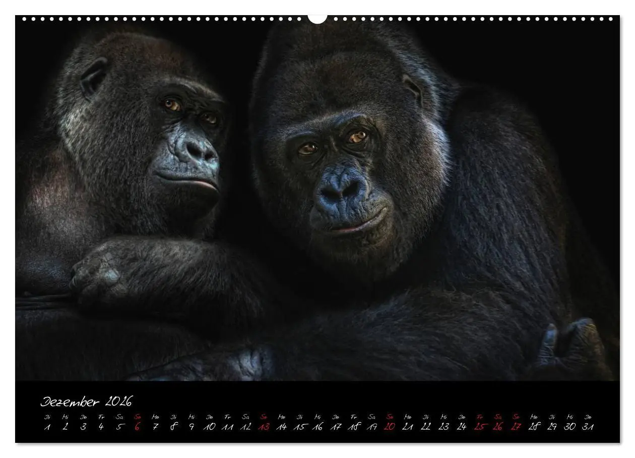 Bild: 9783516148916 | Gorilla (hochwertiger Premium Wandkalender 2026 DIN A2 quer),...