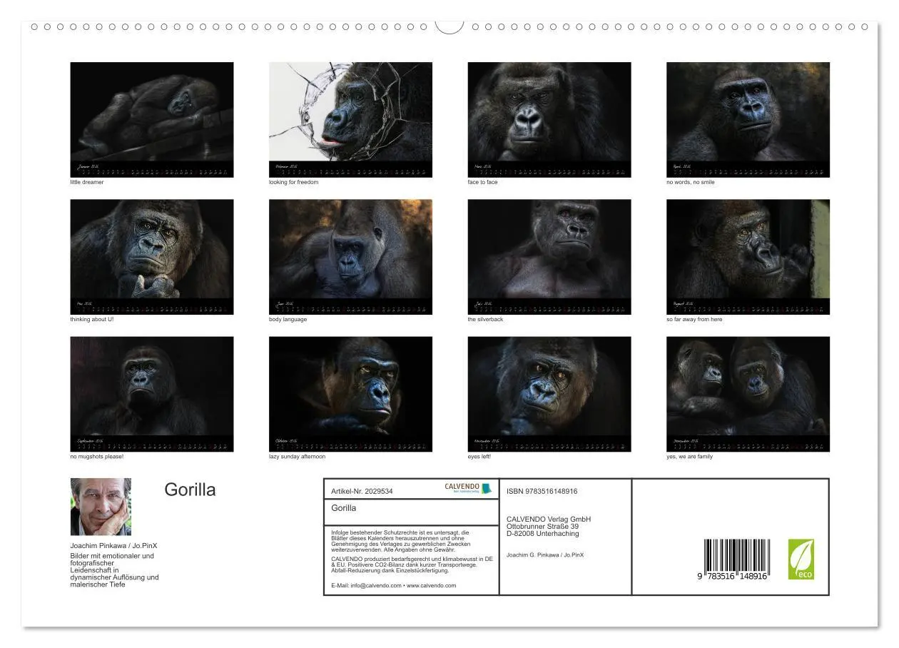 Bild: 9783516148916 | Gorilla (hochwertiger Premium Wandkalender 2026 DIN A2 quer),...