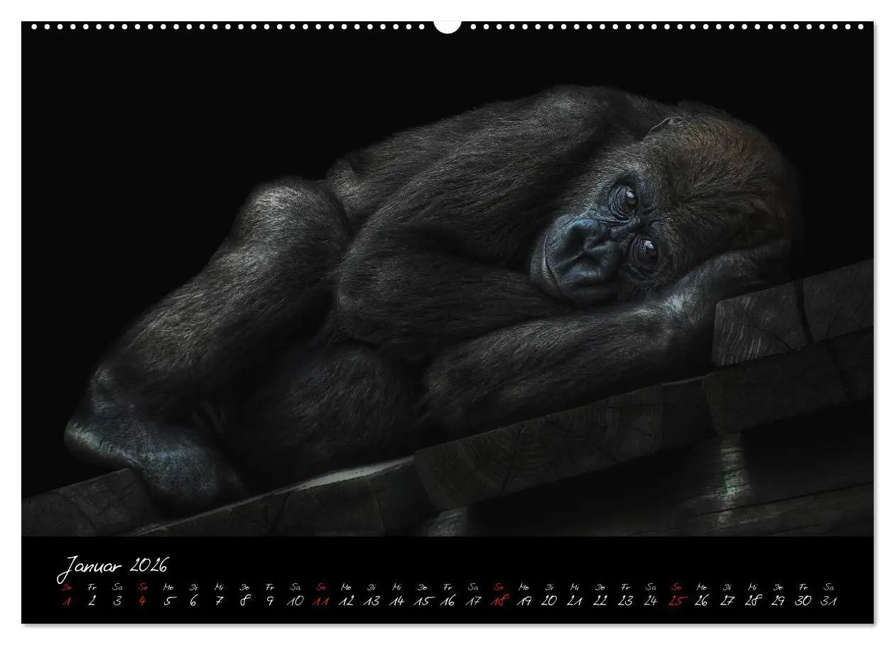 Bild: 9783516148916 | Gorilla (hochwertiger Premium Wandkalender 2026 DIN A2 quer),...