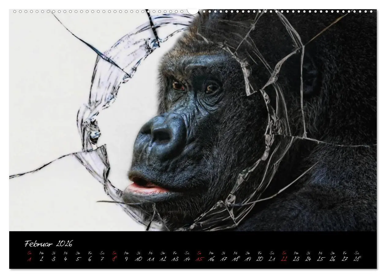 Bild: 9783516148916 | Gorilla (hochwertiger Premium Wandkalender 2026 DIN A2 quer),...