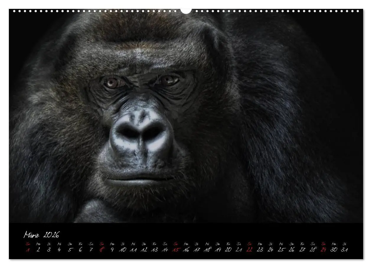 Bild: 9783516148916 | Gorilla (hochwertiger Premium Wandkalender 2026 DIN A2 quer),...
