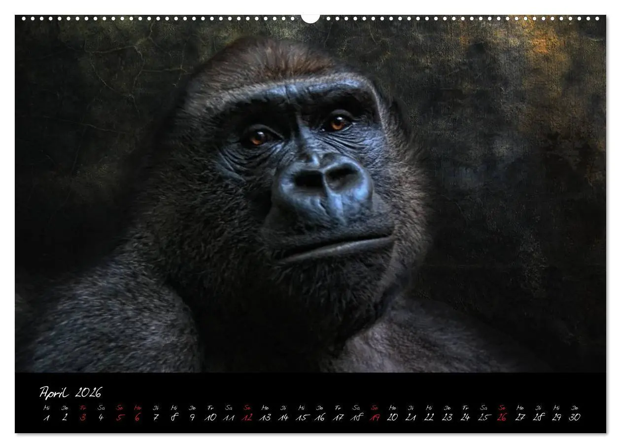 Bild: 9783516148916 | Gorilla (hochwertiger Premium Wandkalender 2026 DIN A2 quer),...