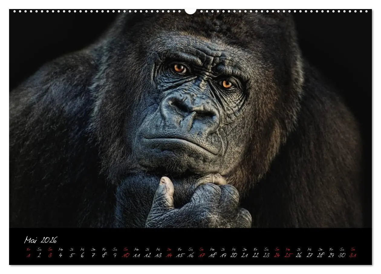 Bild: 9783516148916 | Gorilla (hochwertiger Premium Wandkalender 2026 DIN A2 quer),...