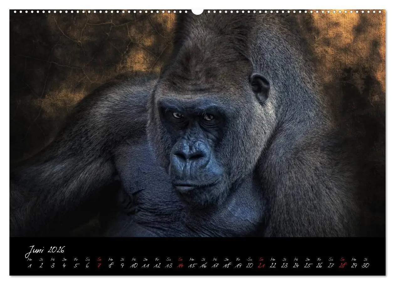 Bild: 9783516148916 | Gorilla (hochwertiger Premium Wandkalender 2026 DIN A2 quer),...