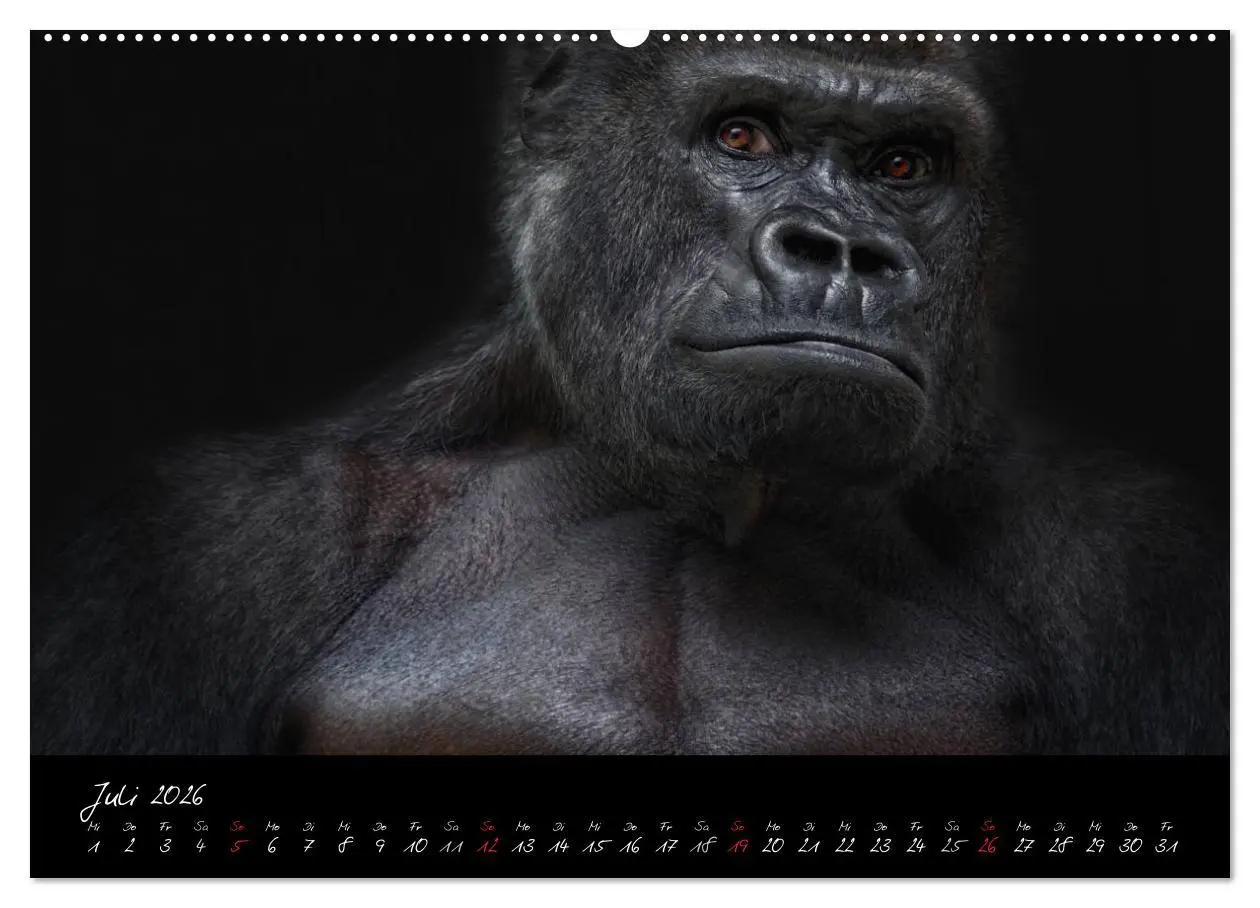 Bild: 9783516148916 | Gorilla (hochwertiger Premium Wandkalender 2026 DIN A2 quer),...