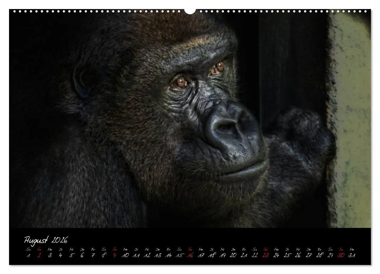 Bild: 9783516148916 | Gorilla (hochwertiger Premium Wandkalender 2026 DIN A2 quer),...