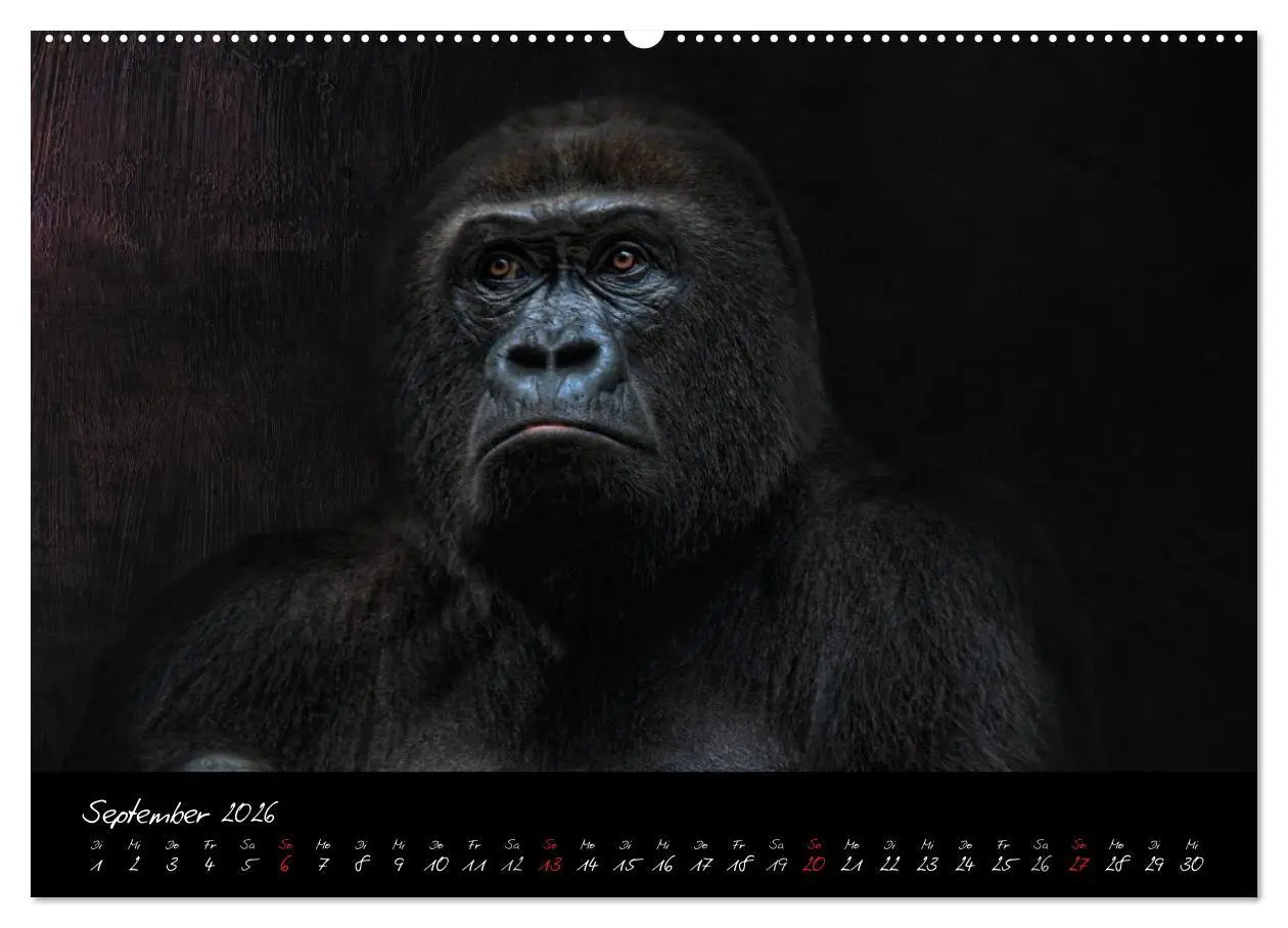 Bild: 9783516148916 | Gorilla (hochwertiger Premium Wandkalender 2026 DIN A2 quer),...