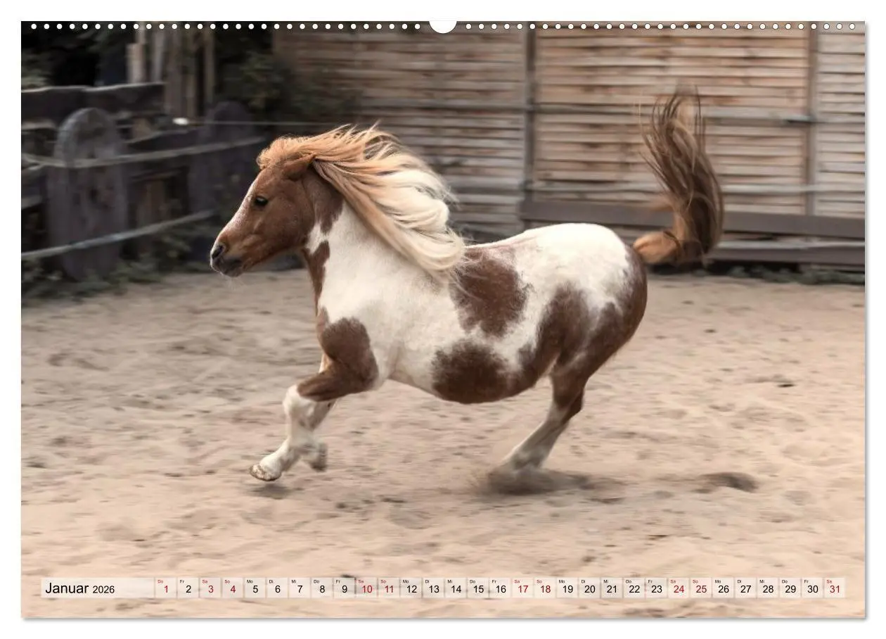 Bild: 9783516729016 | Colorful Horse Ranch - Wo Tinker posen und Ponys lächeln...