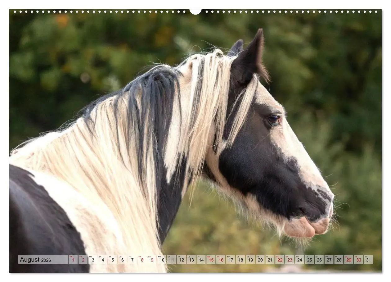 Bild: 9783516729016 | Colorful Horse Ranch - Wo Tinker posen und Ponys lächeln...