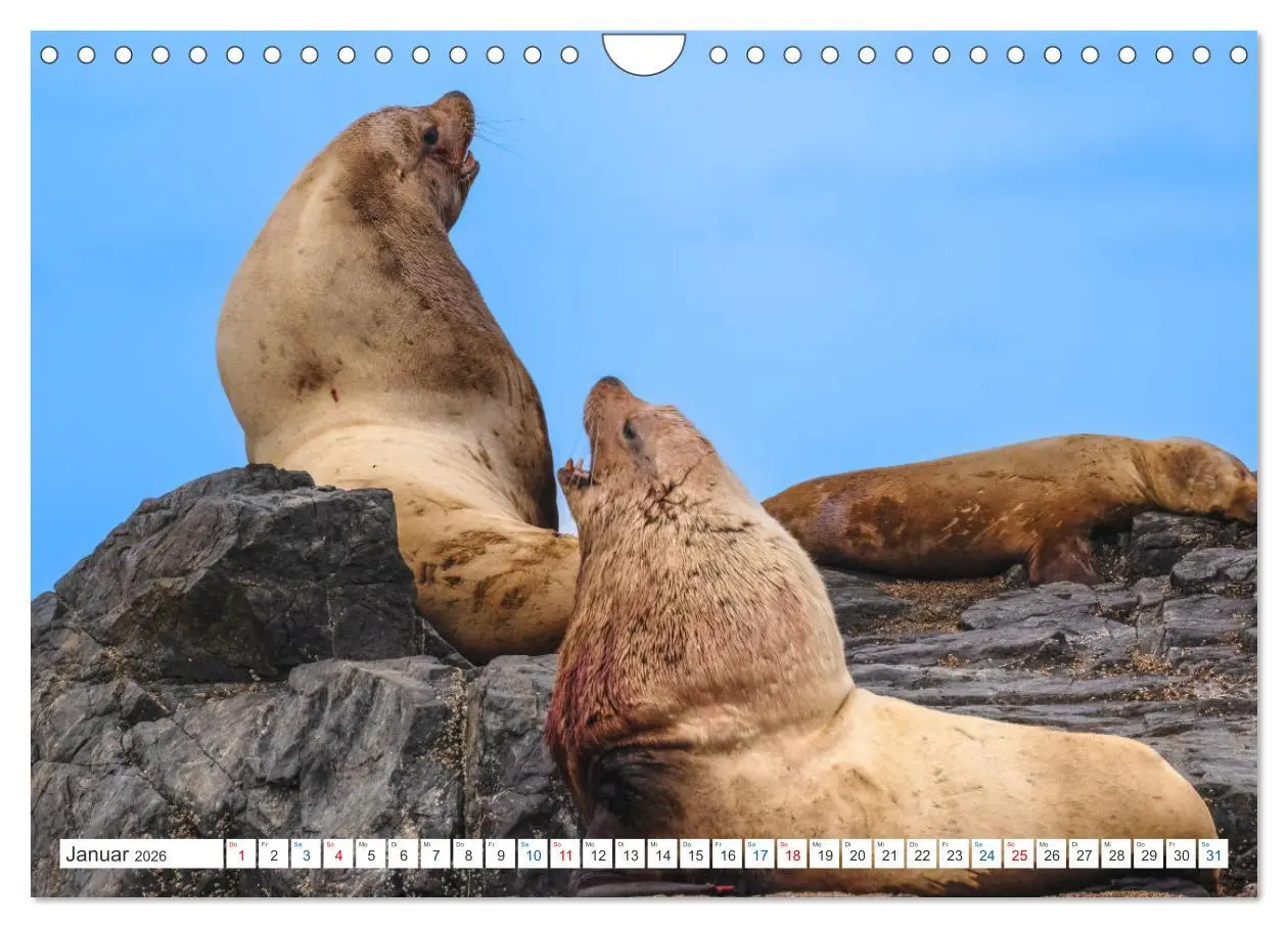 Bild: 9783457559116 | Kanadas Tierwelt - Bären, Wale und vieles mehr (Wandkalender 2026...
