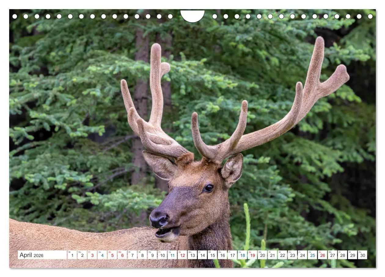 Bild: 9783457559116 | Kanadas Tierwelt - Bären, Wale und vieles mehr (Wandkalender 2026...