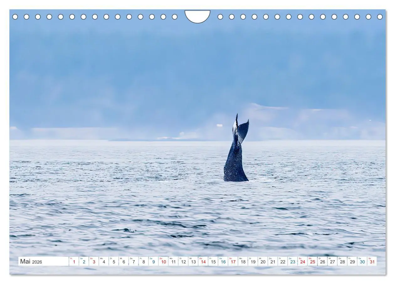 Bild: 9783457559116 | Kanadas Tierwelt - Bären, Wale und vieles mehr (Wandkalender 2026...