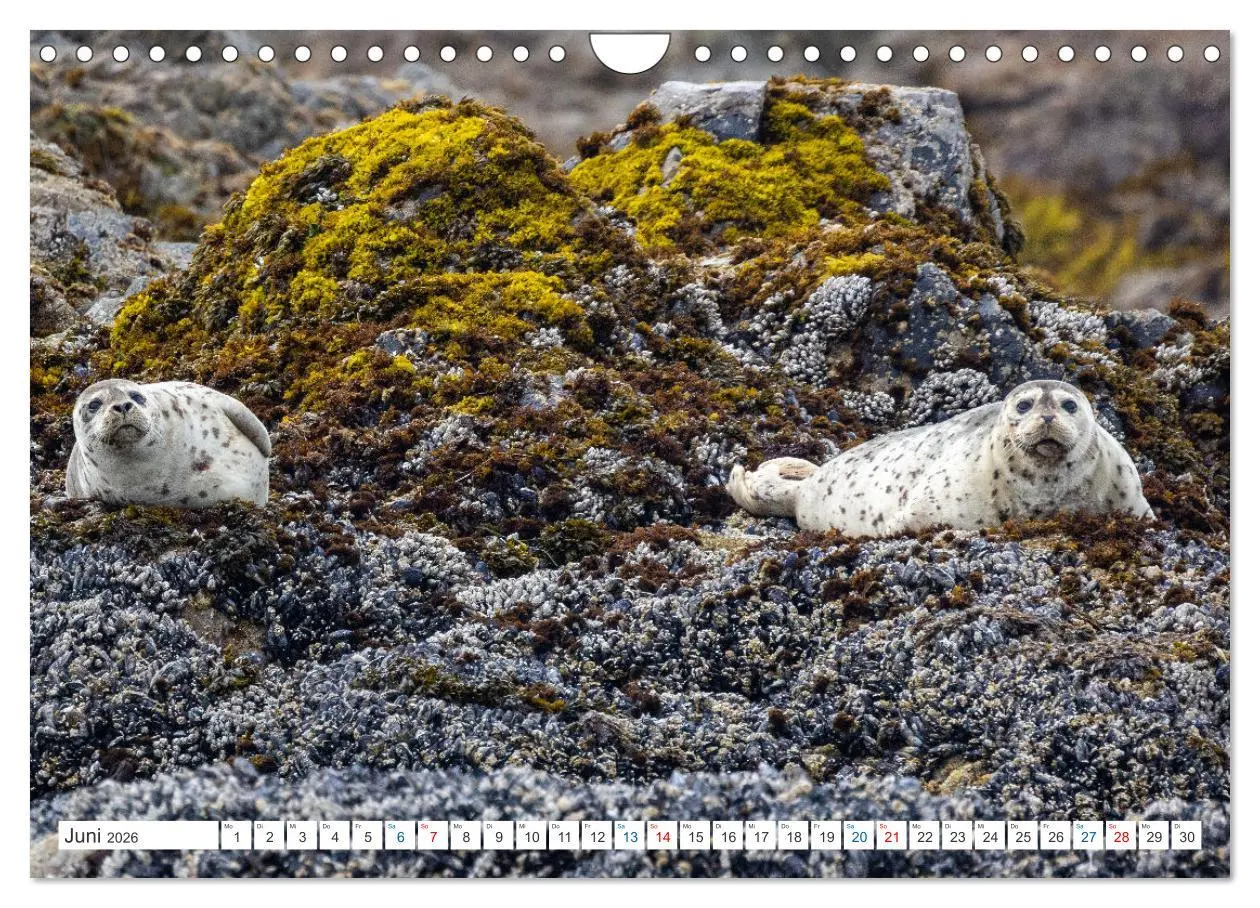 Bild: 9783457559116 | Kanadas Tierwelt - Bären, Wale und vieles mehr (Wandkalender 2026...