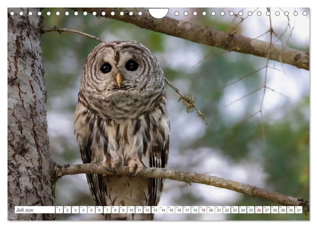Bild: 9783457559116 | Kanadas Tierwelt - Bären, Wale und vieles mehr (Wandkalender 2026...
