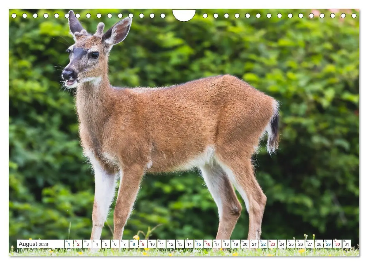Bild: 9783457559116 | Kanadas Tierwelt - Bären, Wale und vieles mehr (Wandkalender 2026...