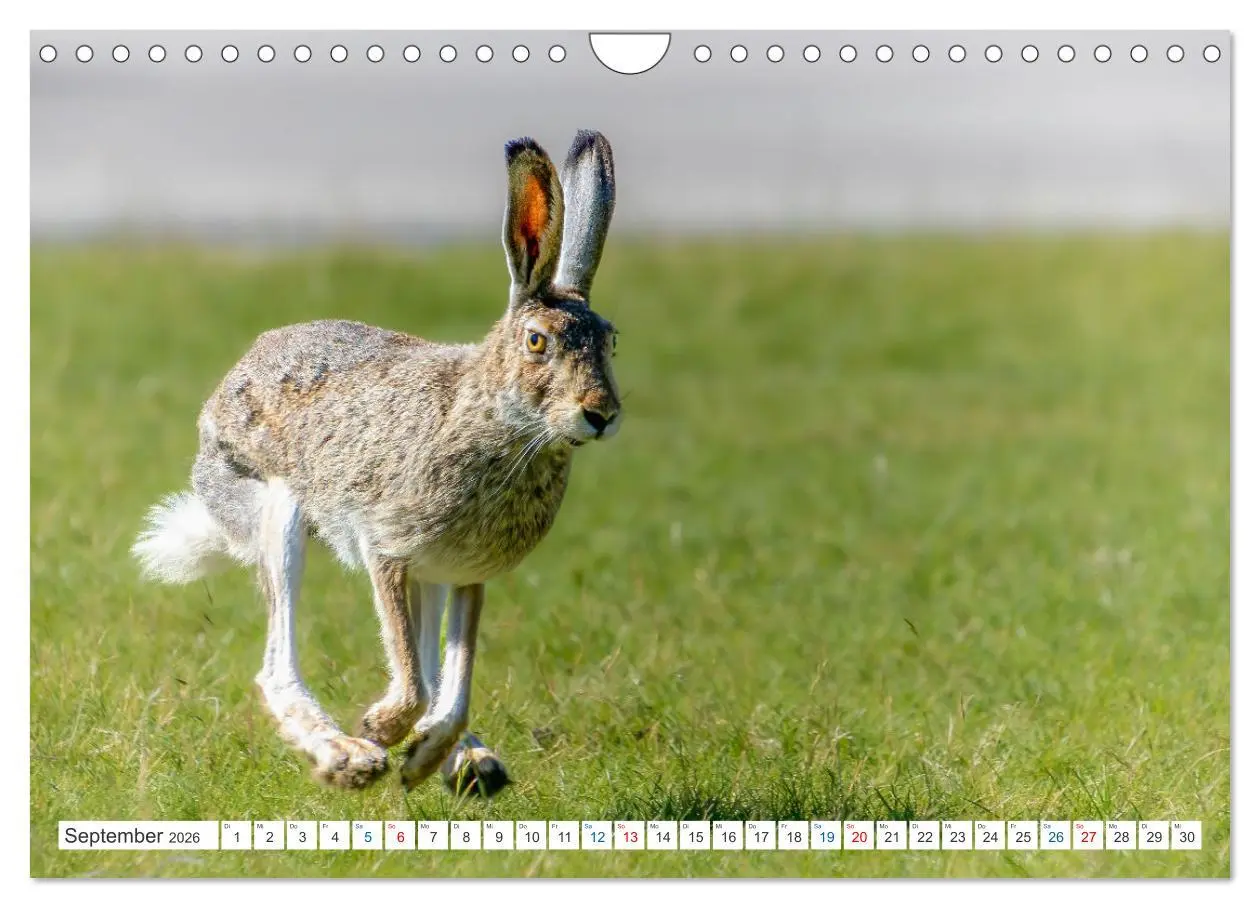 Bild: 9783457559116 | Kanadas Tierwelt - Bären, Wale und vieles mehr (Wandkalender 2026...