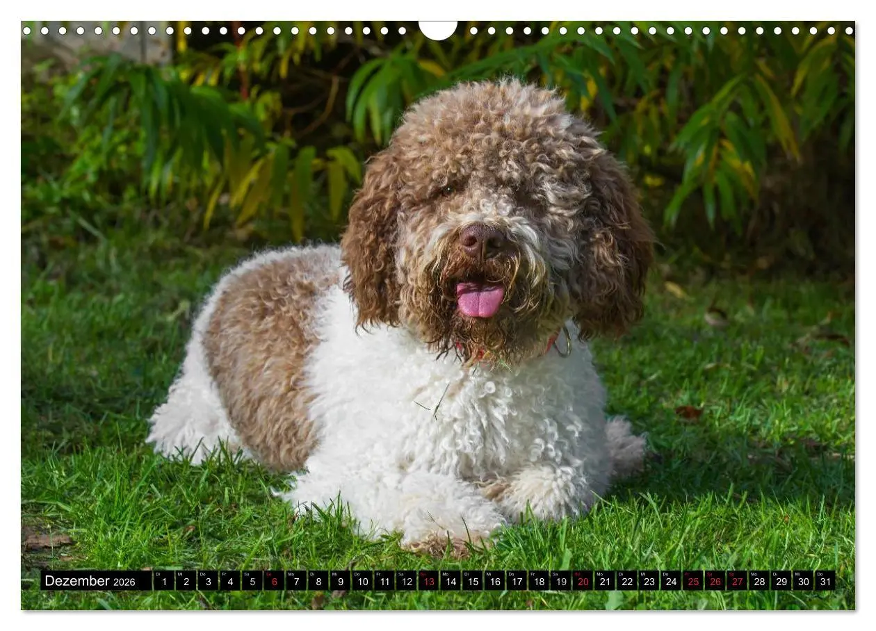 Bild: 9783516029116 | Lagotto Romagnolo - Italienischer Trüffelhund (Wandkalender 2026...