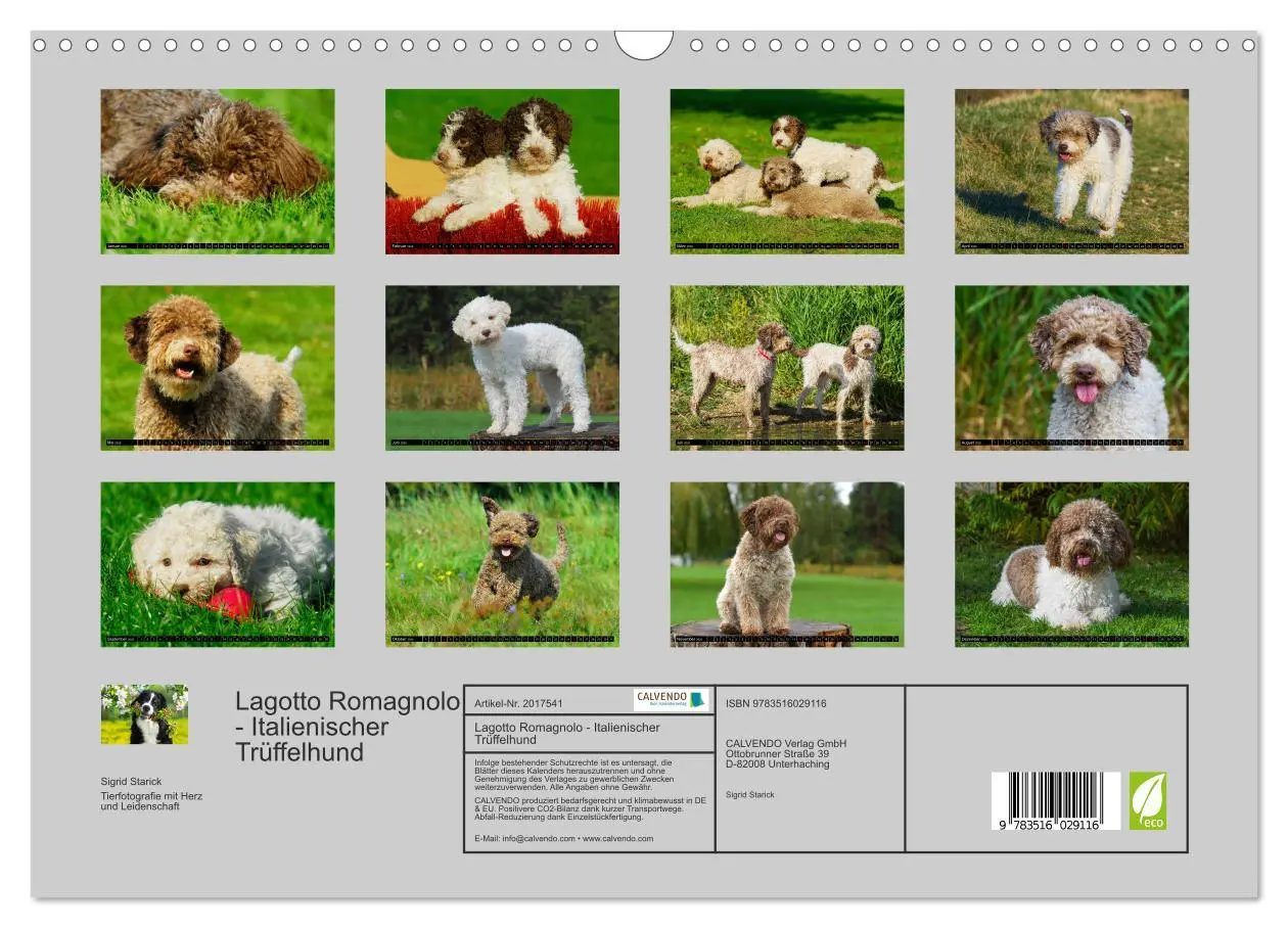 Bild: 9783516029116 | Lagotto Romagnolo - Italienischer Trüffelhund (Wandkalender 2026...