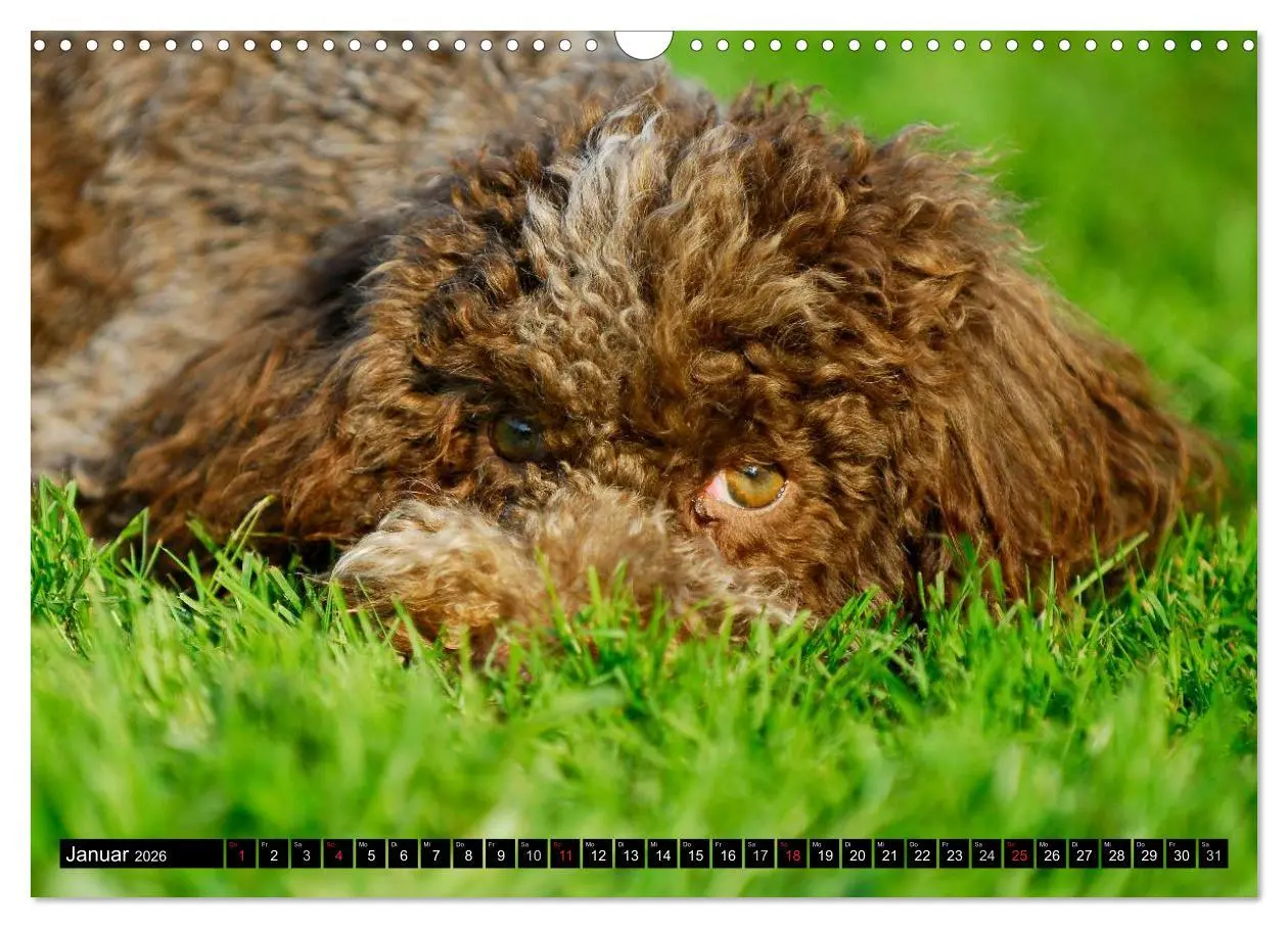 Bild: 9783516029116 | Lagotto Romagnolo - Italienischer Trüffelhund (Wandkalender 2026...