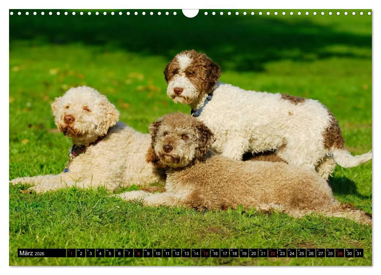 Bild: 9783516029116 | Lagotto Romagnolo - Italienischer Trüffelhund (Wandkalender 2026...
