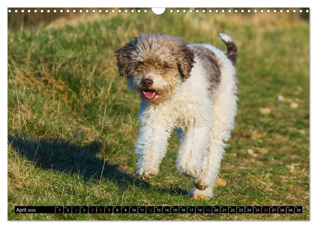 Bild: 9783516029116 | Lagotto Romagnolo - Italienischer Trüffelhund (Wandkalender 2026...