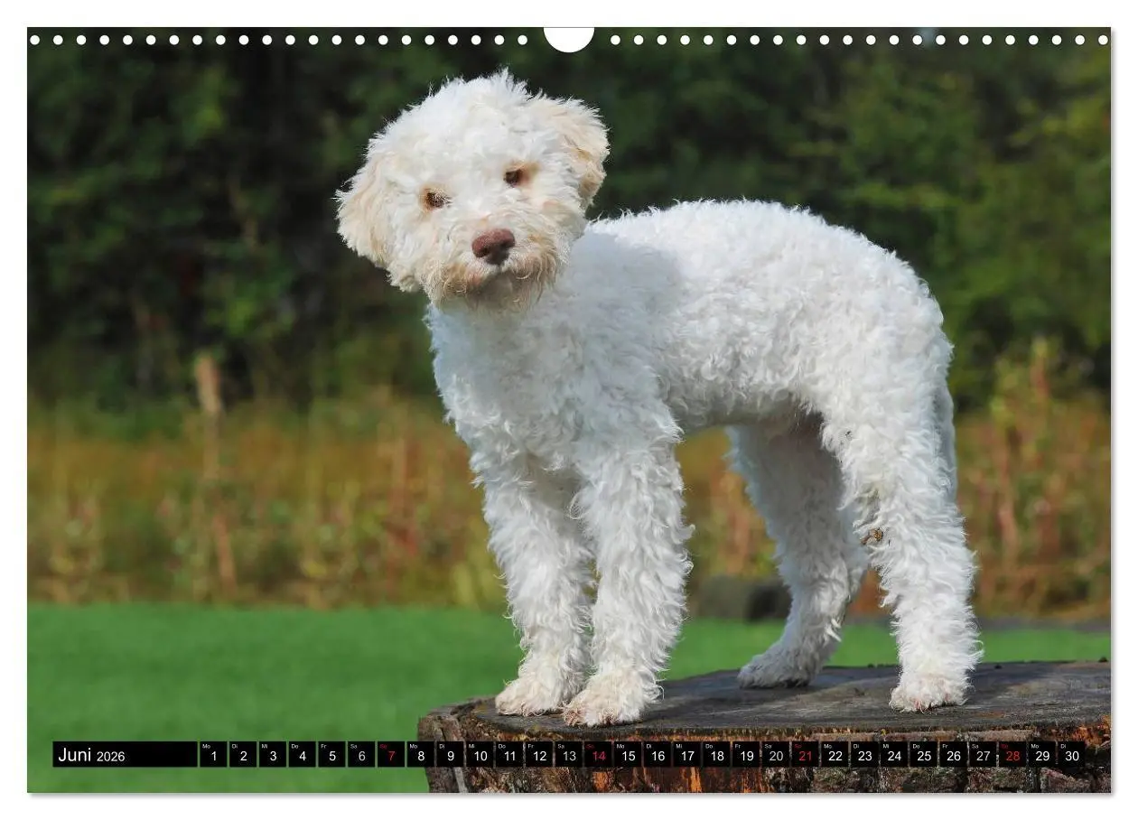 Bild: 9783516029116 | Lagotto Romagnolo - Italienischer Trüffelhund (Wandkalender 2026...