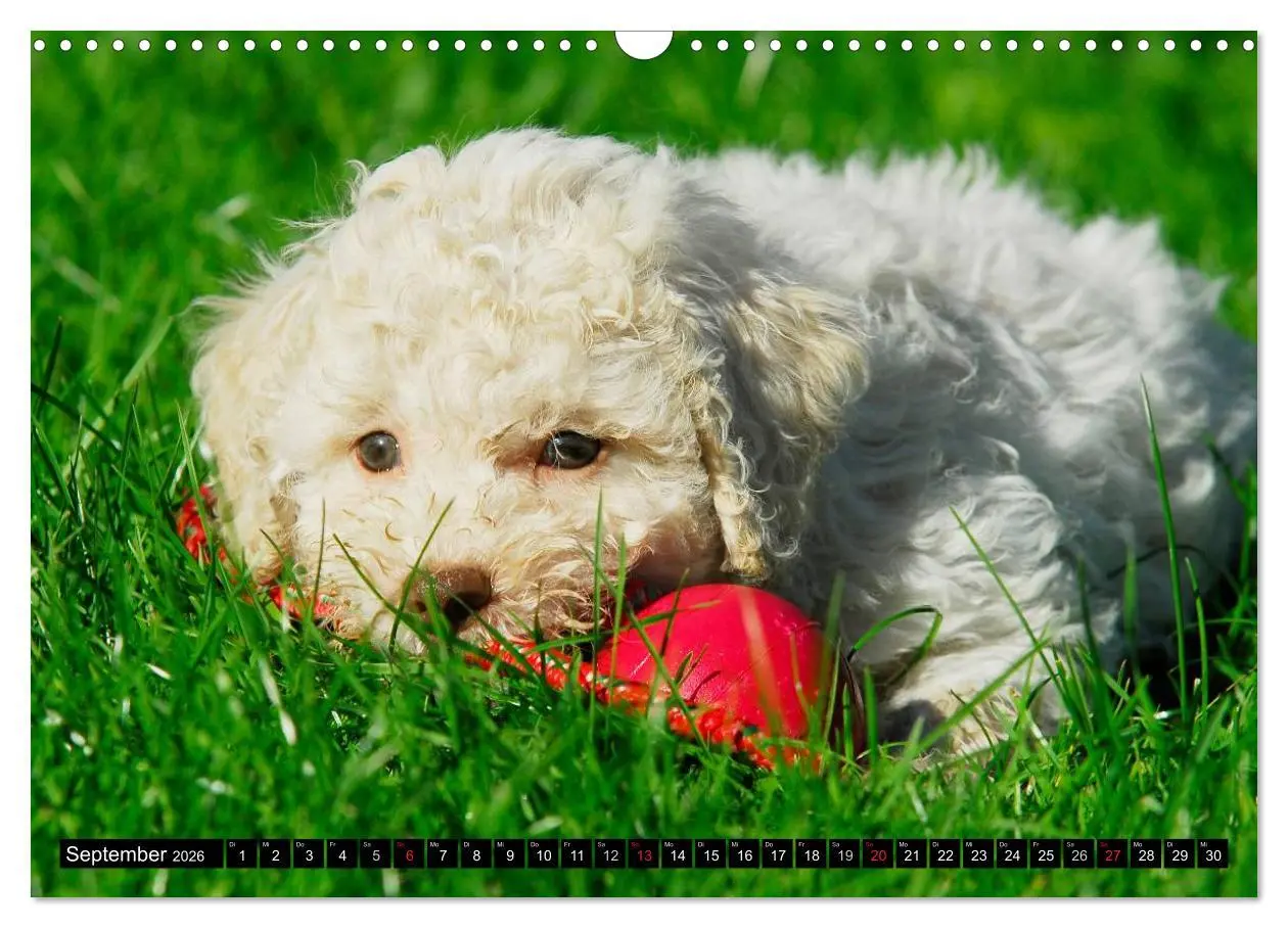 Bild: 9783516029116 | Lagotto Romagnolo - Italienischer Trüffelhund (Wandkalender 2026...