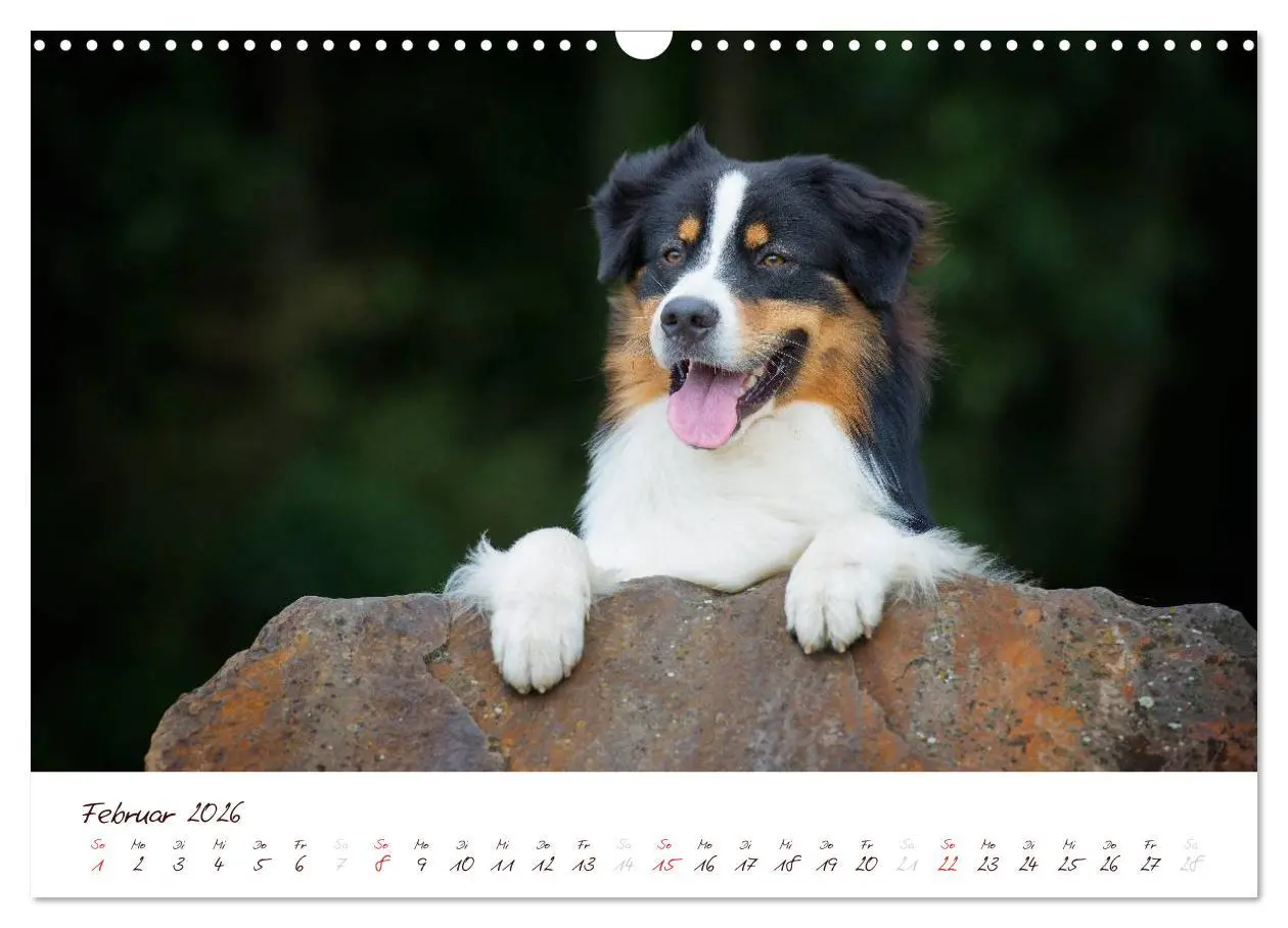 Bild: 9783516199116 | Wunderbare Australian Shepherds (Wandkalender 2026 DIN A3 quer),...