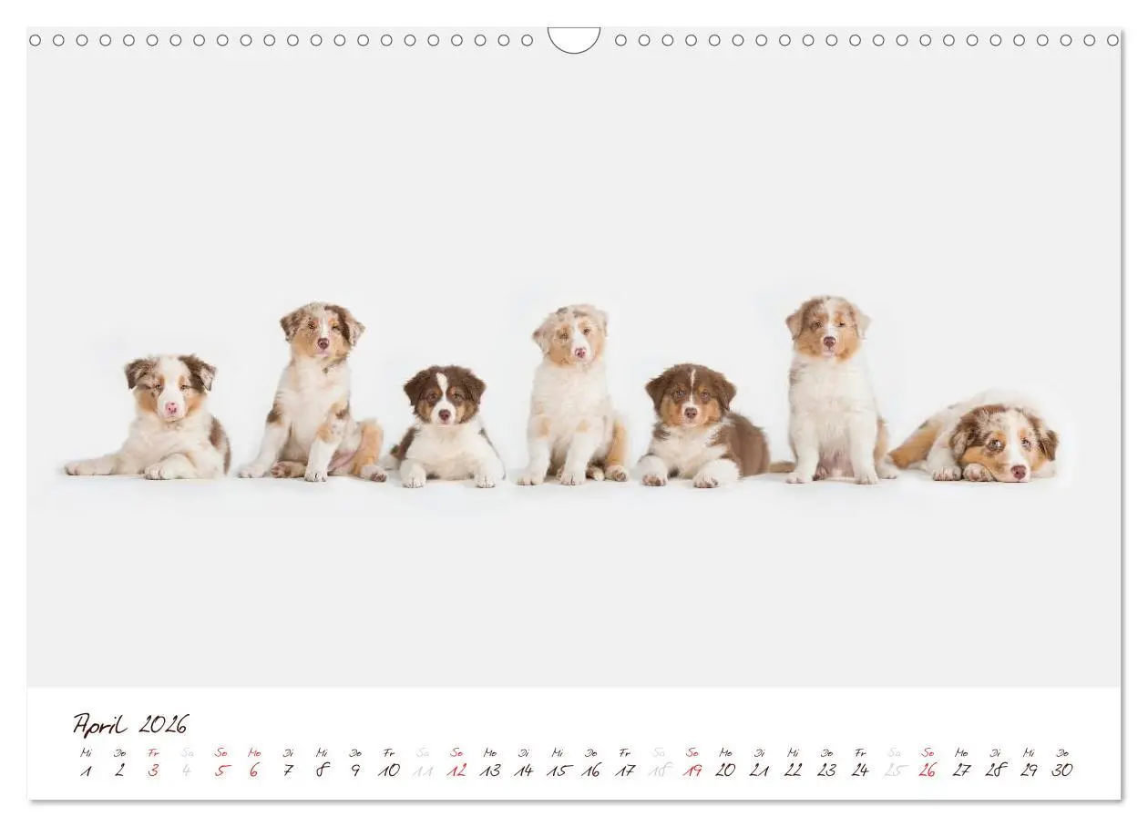 Bild: 9783516199116 | Wunderbare Australian Shepherds (Wandkalender 2026 DIN A3 quer),...