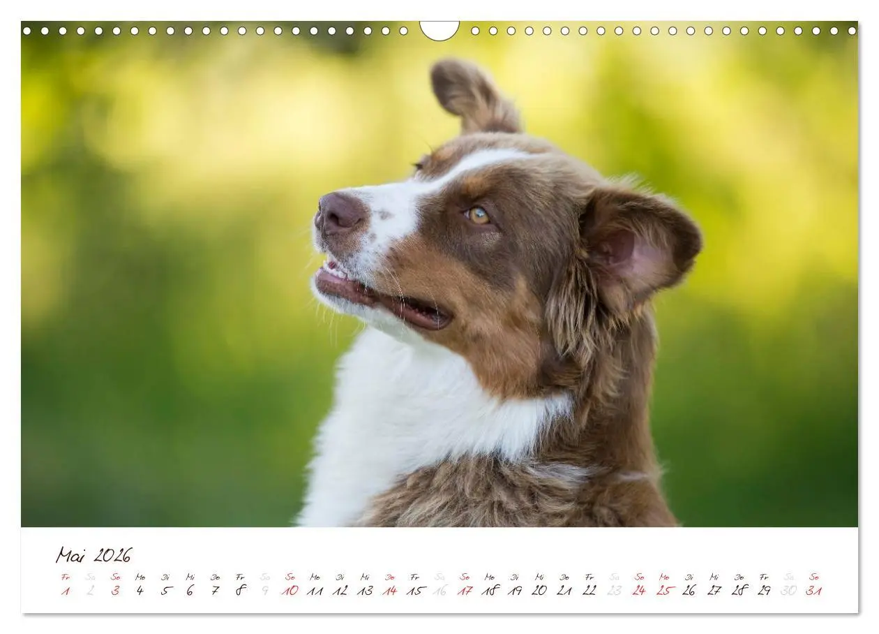 Bild: 9783516199116 | Wunderbare Australian Shepherds (Wandkalender 2026 DIN A3 quer),...