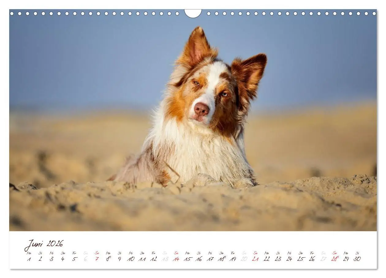 Bild: 9783516199116 | Wunderbare Australian Shepherds (Wandkalender 2026 DIN A3 quer),...