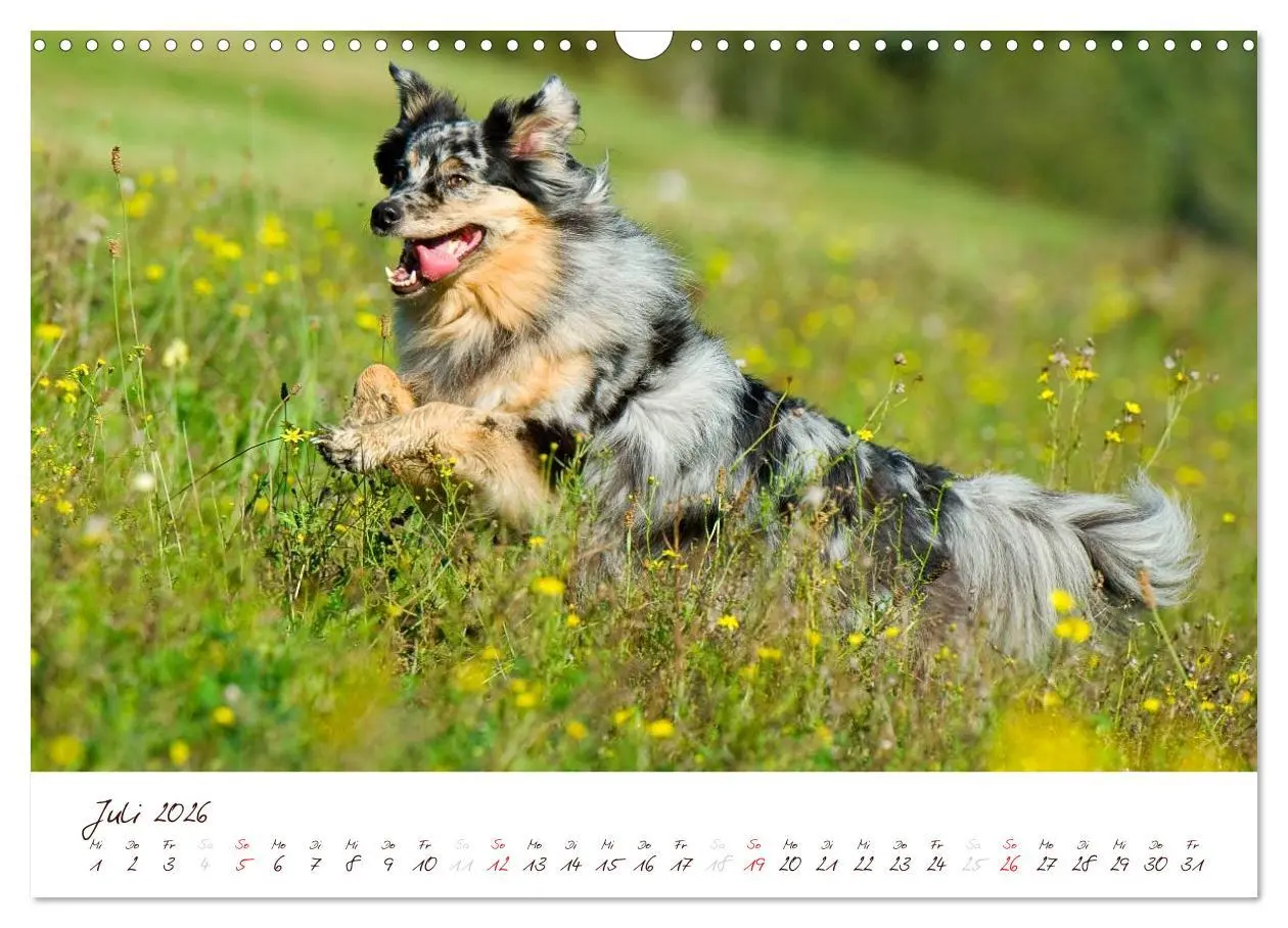 Bild: 9783516199116 | Wunderbare Australian Shepherds (Wandkalender 2026 DIN A3 quer),...