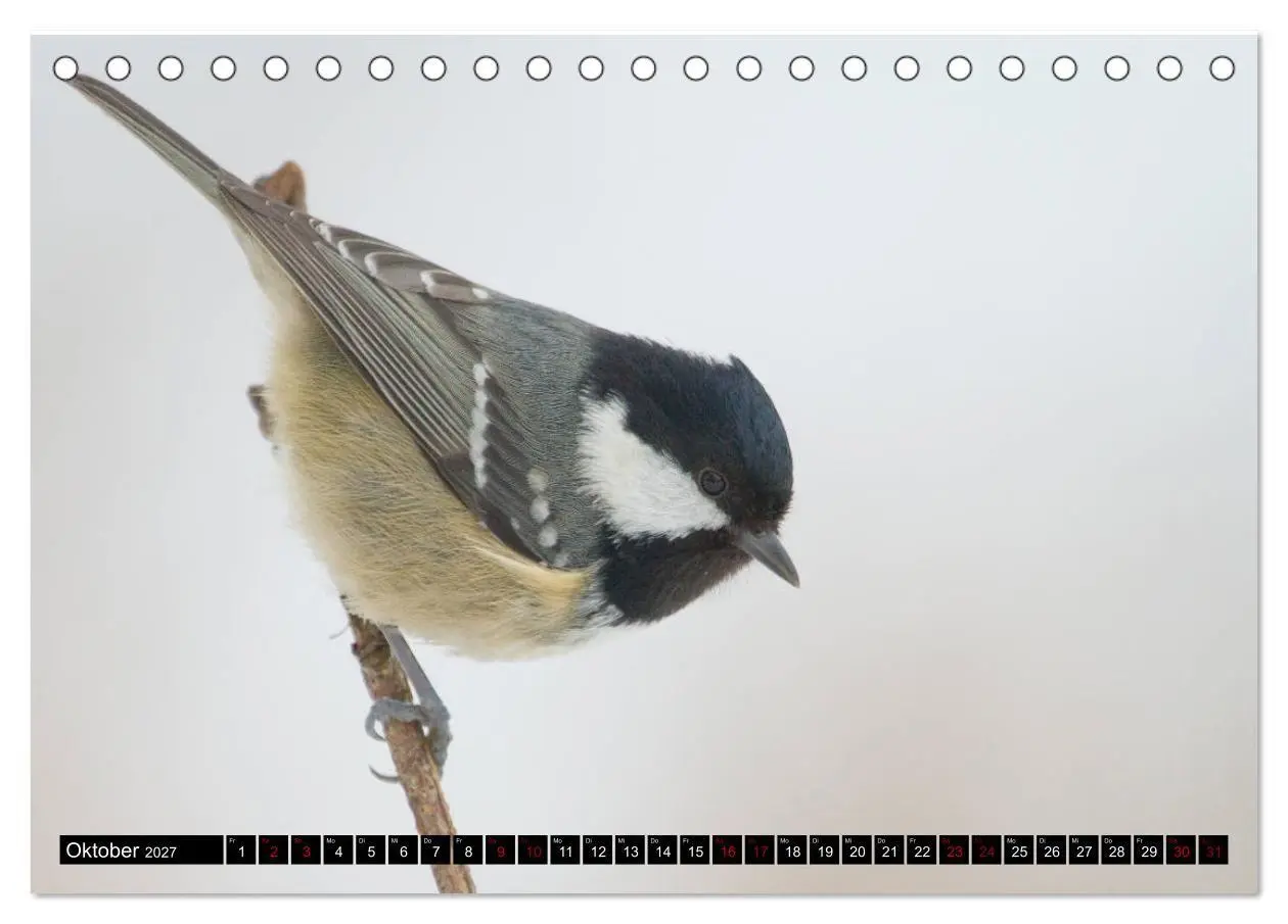 Bild: 9783569809116 | Vögel aus dem Garten (Tischkalender 2027 DIN A5 quer), CALVENDO...