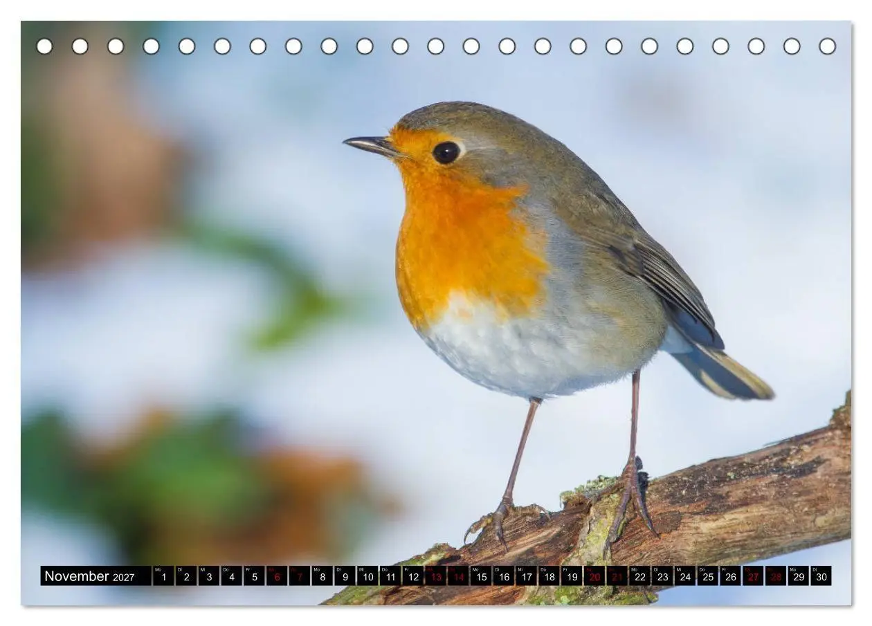 Bild: 9783569809116 | Vögel aus dem Garten (Tischkalender 2027 DIN A5 quer), CALVENDO...