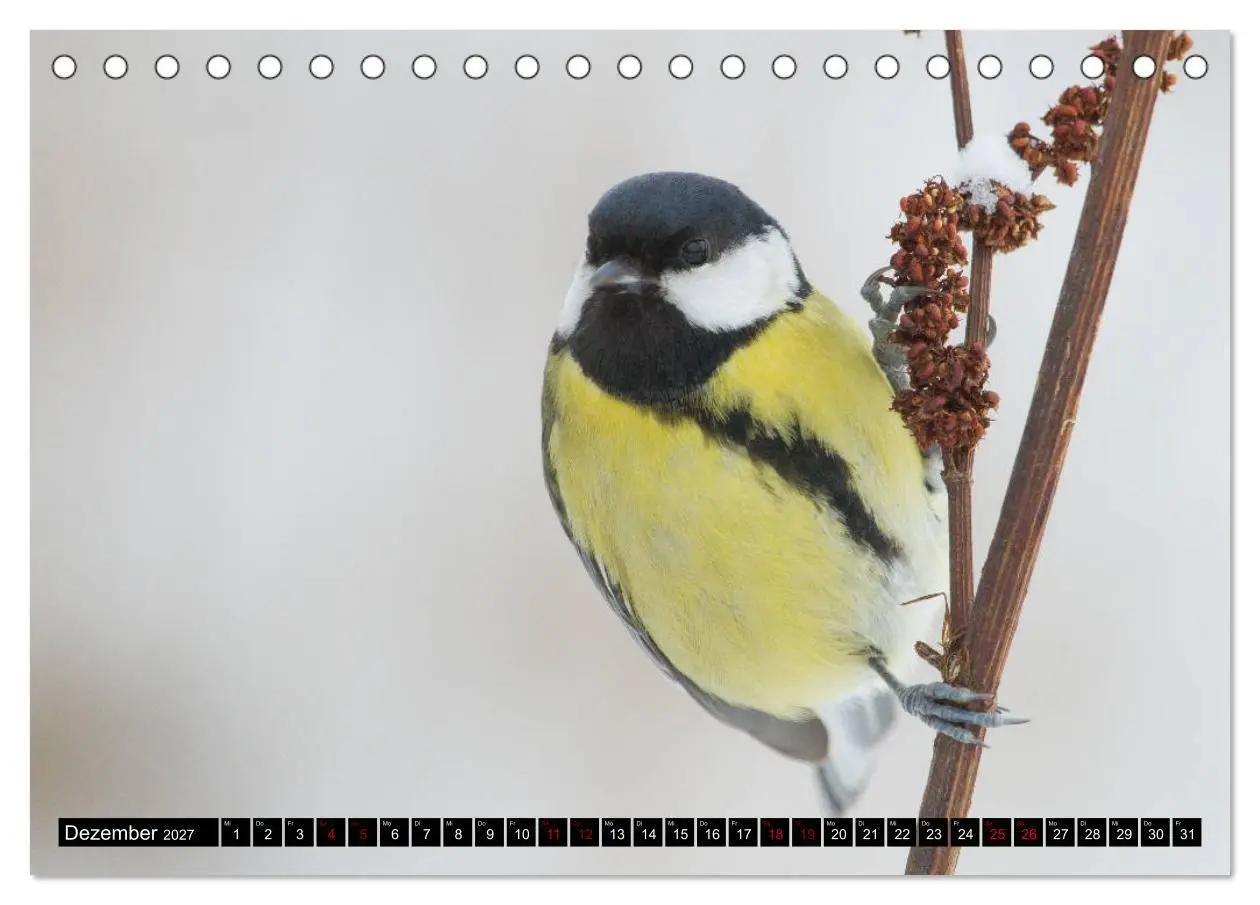 Bild: 9783569809116 | Vögel aus dem Garten (Tischkalender 2027 DIN A5 quer), CALVENDO...