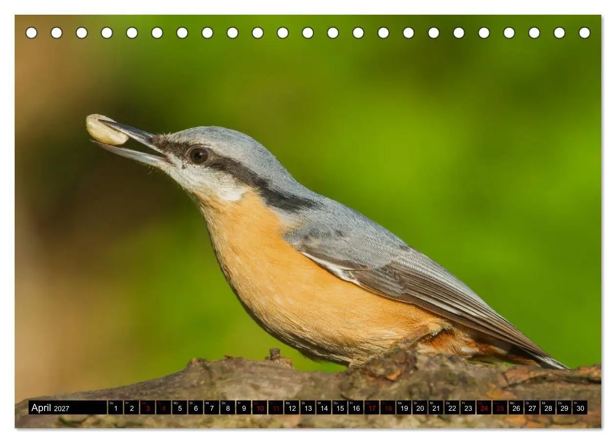 Bild: 9783569809116 | Vögel aus dem Garten (Tischkalender 2027 DIN A5 quer), CALVENDO...
