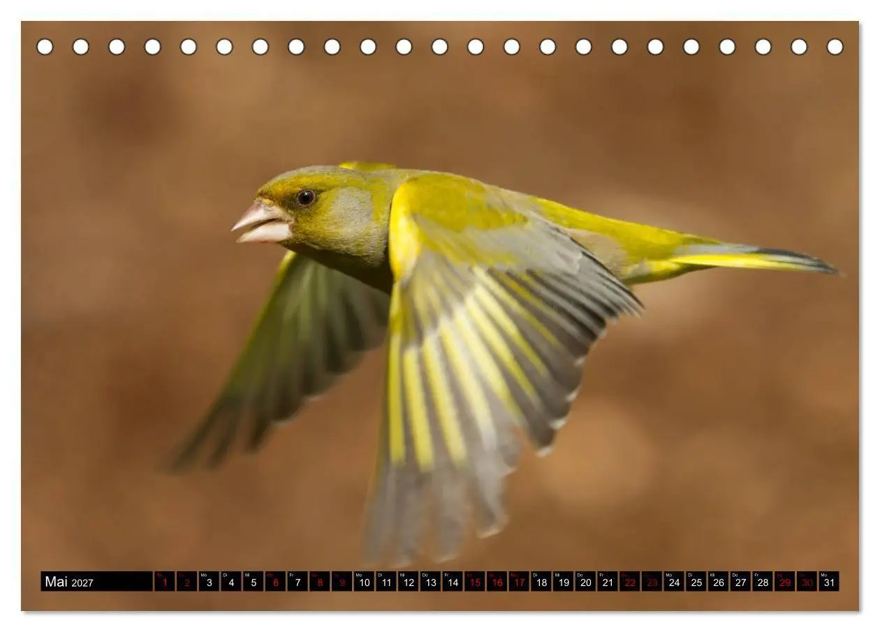 Bild: 9783569809116 | Vögel aus dem Garten (Tischkalender 2027 DIN A5 quer), CALVENDO...