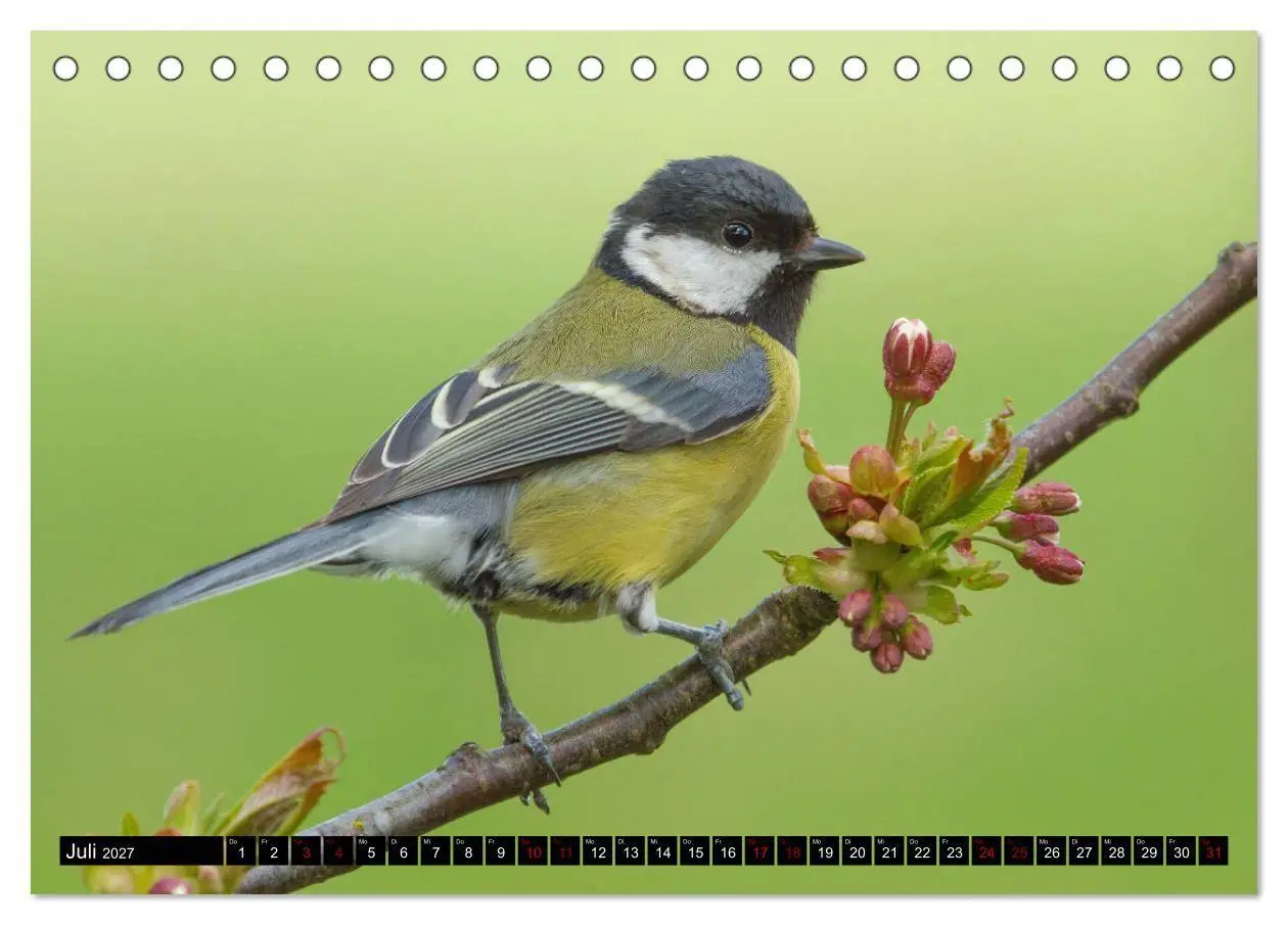 Bild: 9783569809116 | Vögel aus dem Garten (Tischkalender 2027 DIN A5 quer), CALVENDO...