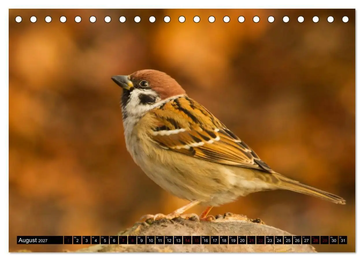 Bild: 9783569809116 | Vögel aus dem Garten (Tischkalender 2027 DIN A5 quer), CALVENDO...