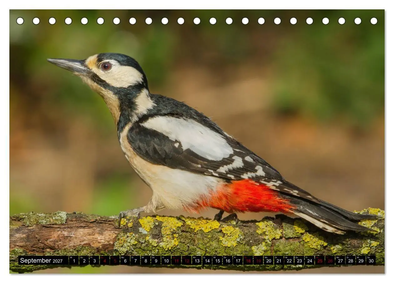 Bild: 9783569809116 | Vögel aus dem Garten (Tischkalender 2027 DIN A5 quer), CALVENDO...