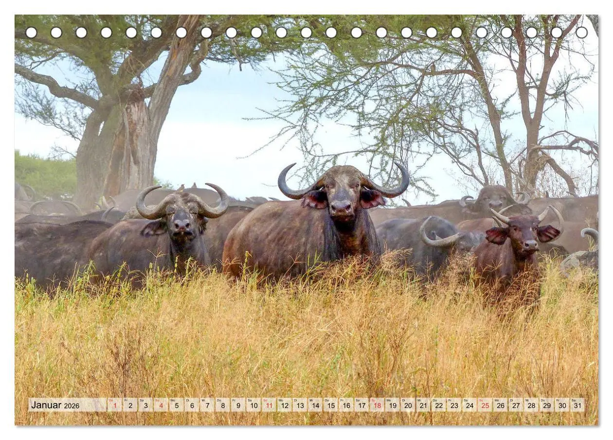 Bild: 9783457929216 | Tansania. Impressionen aus Ostafrika (Tischkalender 2026 DIN A5...