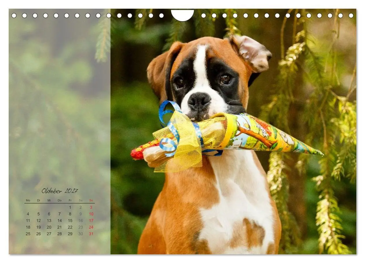 Bild: 9783594239216 | Deutscher Boxer 2027 (Wandkalender 2027 DIN A4 quer), CALVENDO...