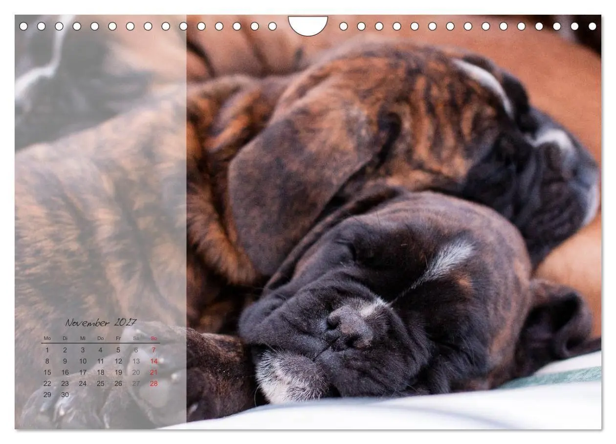 Bild: 9783594239216 | Deutscher Boxer 2027 (Wandkalender 2027 DIN A4 quer), CALVENDO...