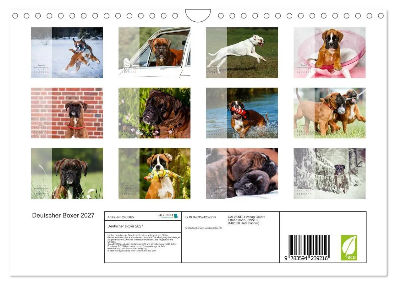 Bild: 9783594239216 | Deutscher Boxer 2027 (Wandkalender 2027 DIN A4 quer), CALVENDO...