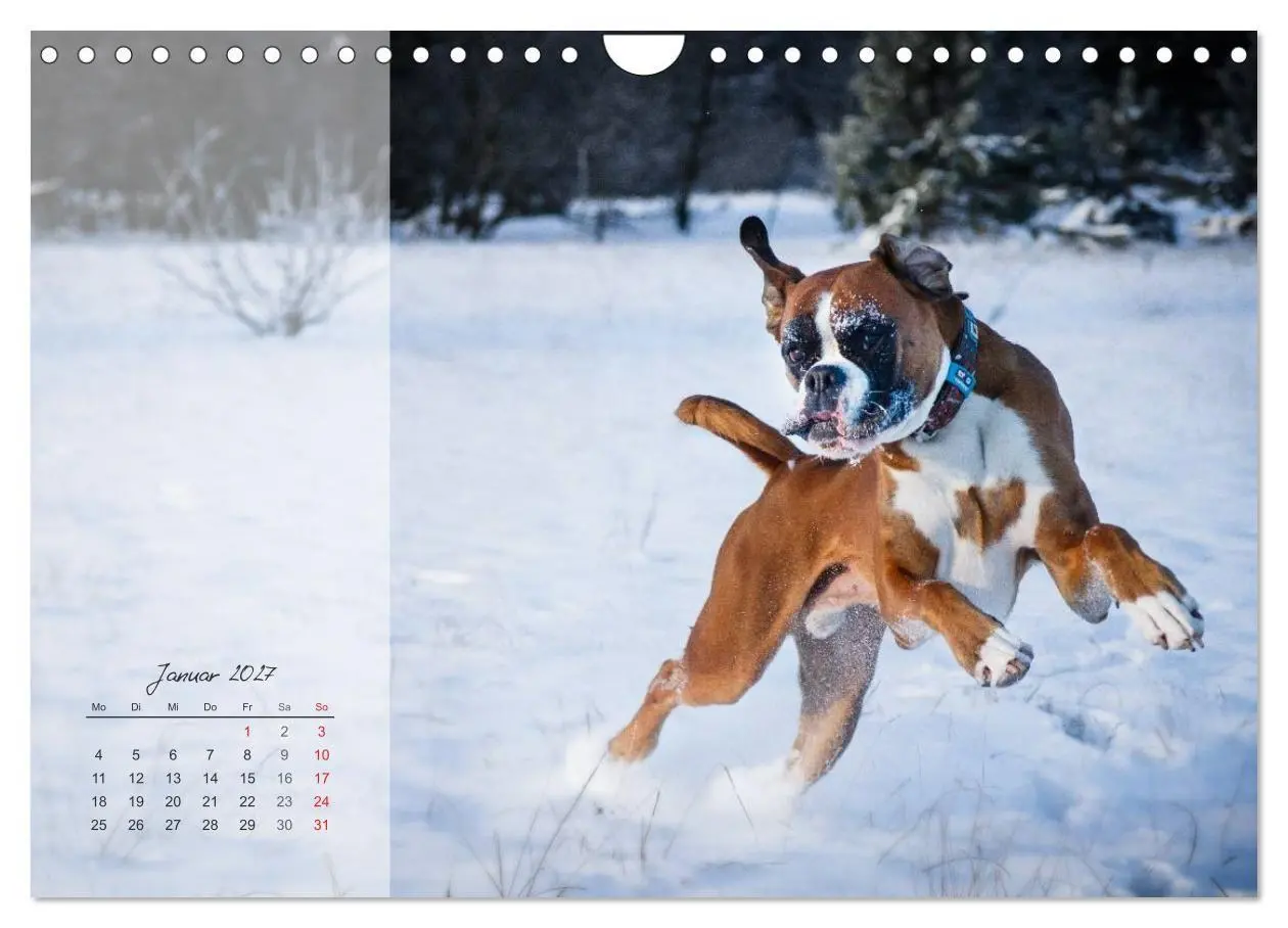 Bild: 9783594239216 | Deutscher Boxer 2027 (Wandkalender 2027 DIN A4 quer), CALVENDO...