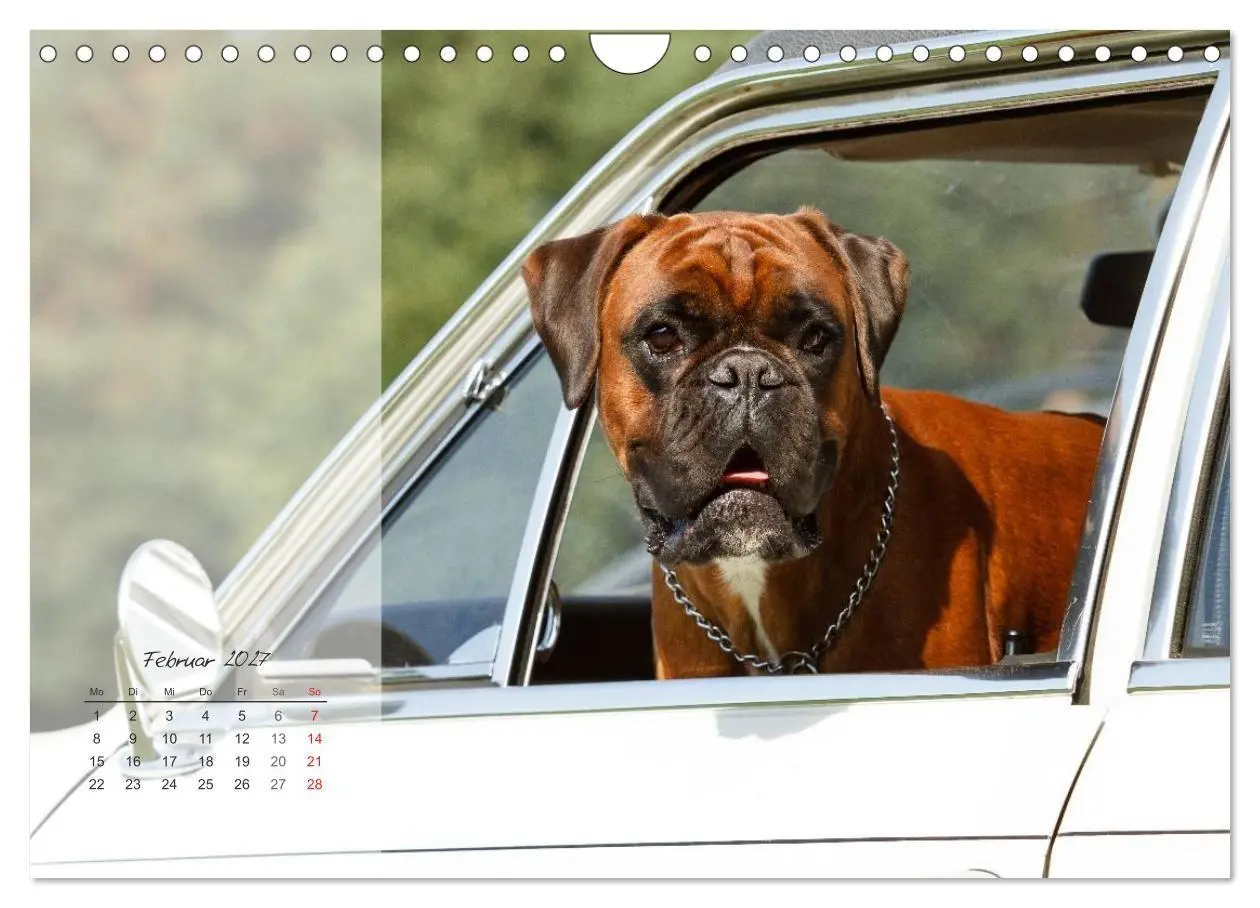 Bild: 9783594239216 | Deutscher Boxer 2027 (Wandkalender 2027 DIN A4 quer), CALVENDO...