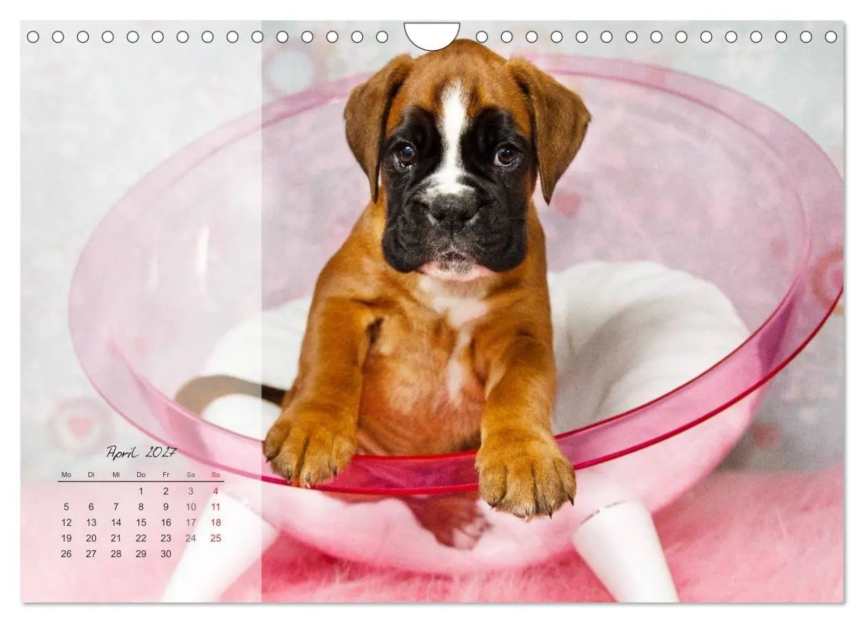 Bild: 9783594239216 | Deutscher Boxer 2027 (Wandkalender 2027 DIN A4 quer), CALVENDO...