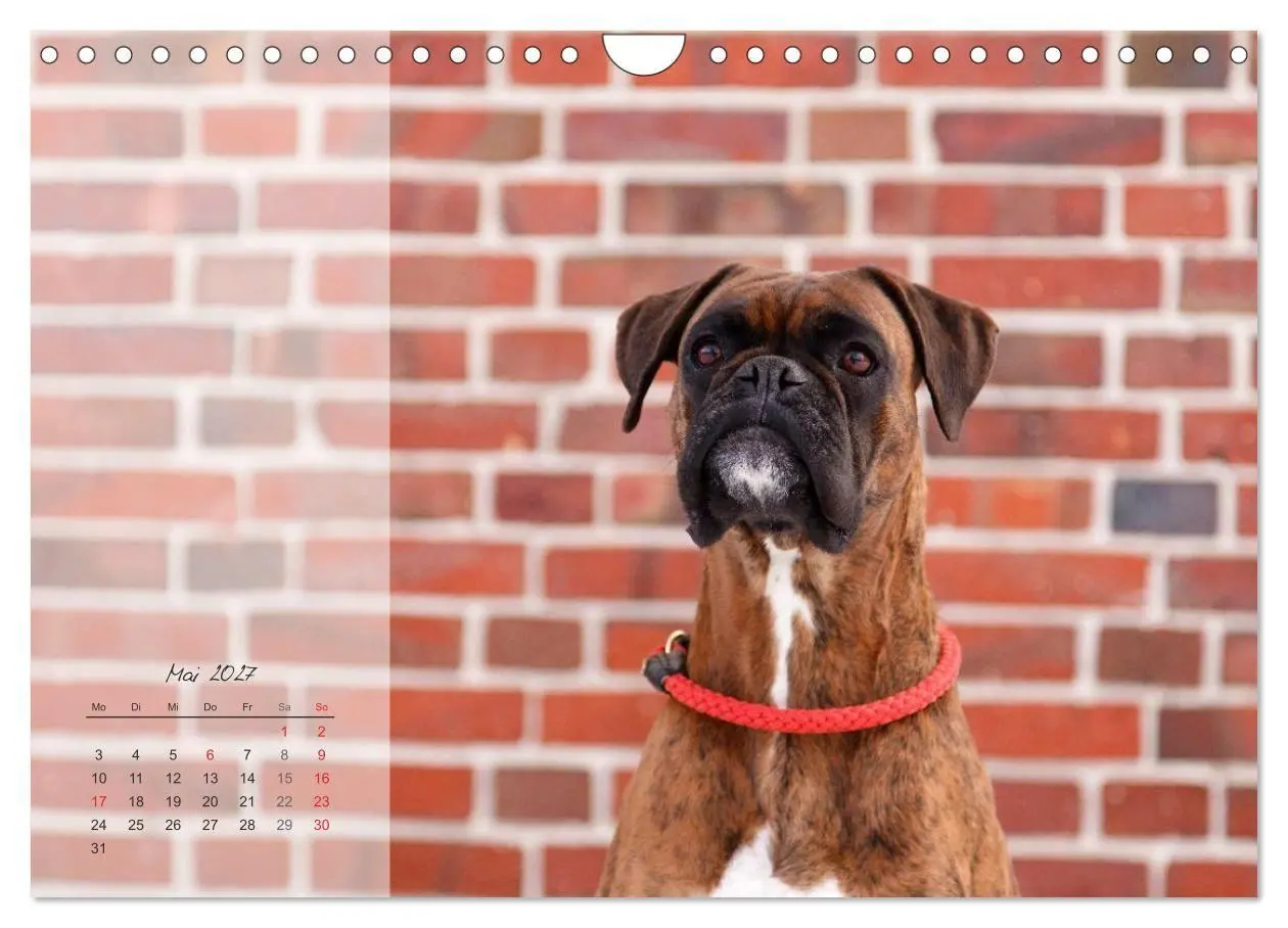 Bild: 9783594239216 | Deutscher Boxer 2027 (Wandkalender 2027 DIN A4 quer), CALVENDO...